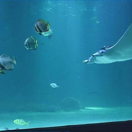 Tres Beau Studio Les Temps Heureux Situation Ideale 500m De La Fortifiee Et Proche Nausicaa Appartement Boulogne-sur-Mer